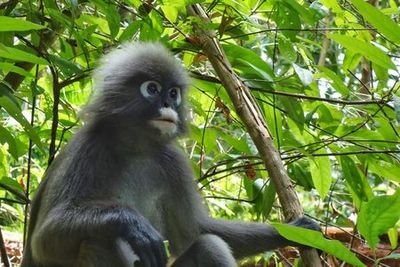 The Habitat Penang Hill: Day Admission - photo 3