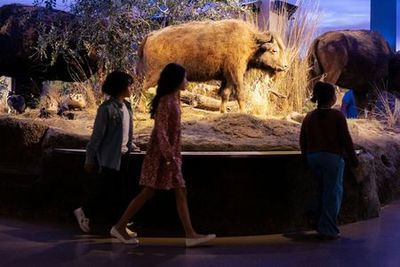 Witte Museum: Entry Ticket - photo 3