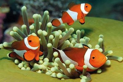 Palma Aquarium: Entry Ticket + Transfer from North - photo 3