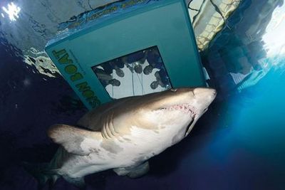 Palma Aquarium: Entrance + Diving with Sharks - photo 3