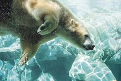 Sea World: Entry Ticket + Hopo Ferry - photo 3