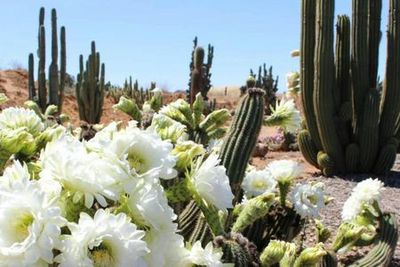 Strathmerton: Cactus Country Entry Ticket - photo 4