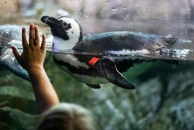 Audubon Aquarium & Insectarium: Combo Entry Ticket - photo 3