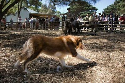 Phillip Island: Churchill Island Entry Ticket - photo 4