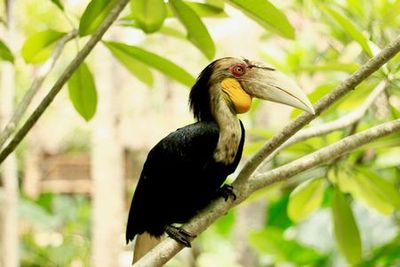 Lombok Wildlife Park: Entry Ticket - photo 4