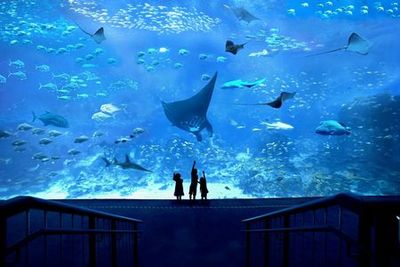 Combo: Universal Studios Singapore + S.E.A. Aquarium: Entrance + Hotel Pick-Up - photo 4