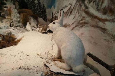 Museo Lusérn: Entry Ticket - photo 4