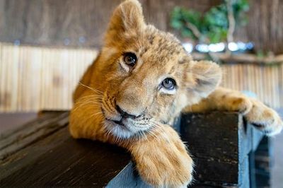 Viaport Theme Park with Aquarium and Lion Park: Entry Ticket - photo 3