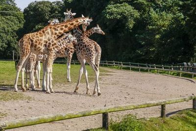 Hellabrunn Zoo: Fast Track Ticket + Roundtrip Transfer from Munich - photo 4