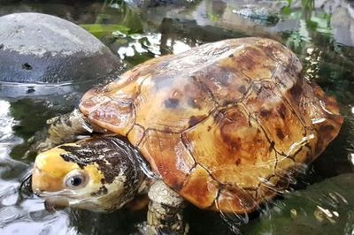 Bali Reptile Park: Entry Ticket - photo 4
