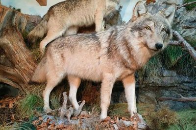 Museo Lusérn & Forte Werk Lusérn: Entry + Exhibition Ticket - photo 4