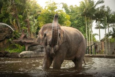 Australia Zoo: Fast Track Entry Ticket + Transfer from Sunshine Coast/Noosa - photo 3