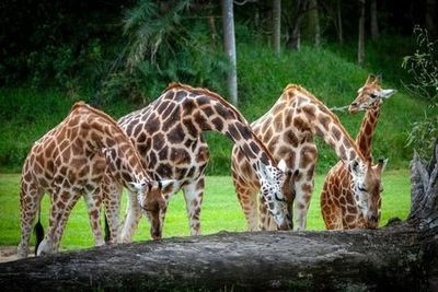 Australia Zoo: Fast Track Entry Ticket + Transfer from Sunshine Coast/Noosa - photo 4