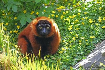 Zoo des Sables-d'Olonne: Entry Ticket - photo 4