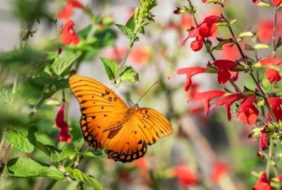 Сады фламинго: Билет с входом без очереди - photo 3