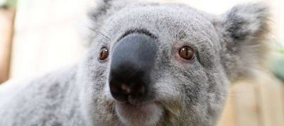 Парк дикой природы Symbio: Входной билет - photo 4