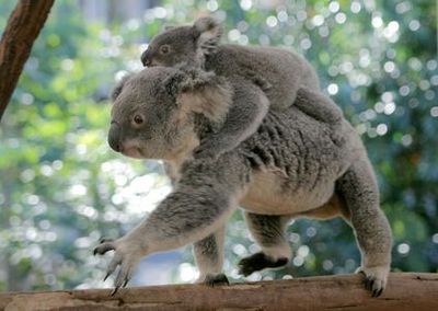 Святилище Lone Pine Koala: входной билет + речной круиз из Брисбена - photo 3