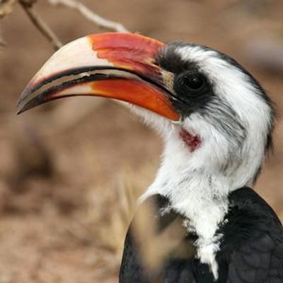 La Ferme aux Crocodiles: Входной билет - photo 4