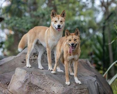 Зоопарк Таронга в Сиднее: Входной билет - photo 3