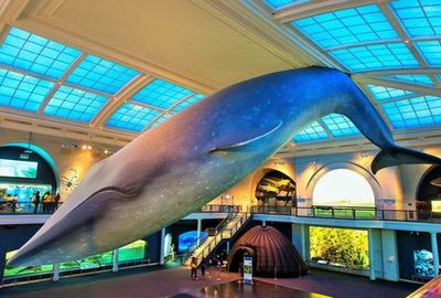 アメリカ自然史博物館チケット&アプリ内オーディオツアー - photo 3