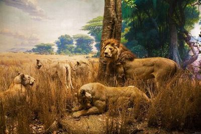 Musée américain d'histoire naturelle Ticket & In-App Audio Tour - photo 4