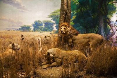 American Museum of Natural History Ticket & In-App audiotour - photo 4