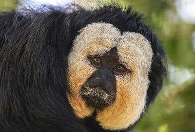 Лагосский зоопарк: Входной билет - photo 4