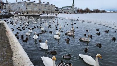 Discover Reykjavik's Wonders: In-App Audio Tour - photo 3