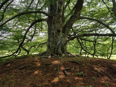 Newport: Majestic Mansions Audio Tour - photo 3