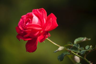 Vienna: Schonbrunn Palace Ticket & Grand Audio Tour - photo 2