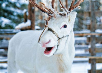 Rovaniemi: Enchanted Christmas Audio Tour