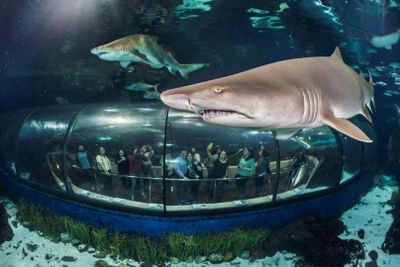 Barcelona Aquarium: Skip The Line Ticket
