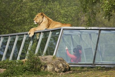 Safari Thoiry: Entry Ticket