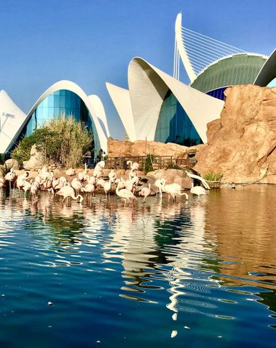 Oceanogràfic & Science Museum: Entry Ticket - photo 2