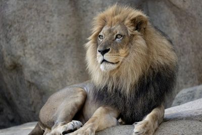 Zoo Atlanta: Entry Ticket