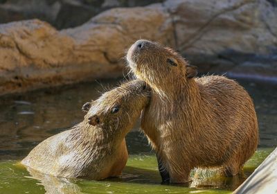 Lagos Zoo: Entry Ticket - photo 2