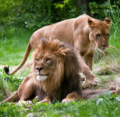 Bronx Zoo: Entry Ticket - photo 2