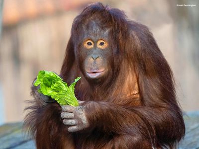 Colchester Zoo: Entry Ticket - photo 2