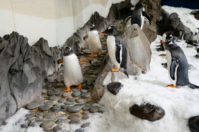 SEA LIFE Melbourne Aquarium: Entry Ticket - photo 2