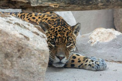 Zoo Koki: Entry Ticket