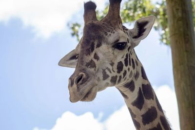 Central Florida Zoo & Botanical Gardens: Skip The Line Ticket