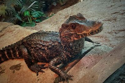 Exploris Aquarium: Entry Ticket - photo 2