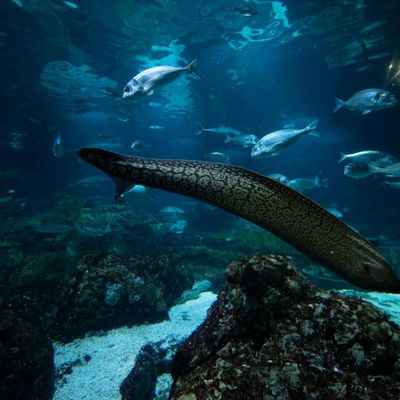 Barcelona Aquarium: Flexi-Ticket - photo 2