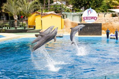 Selwo Marina: Entry Ticket - photo 2