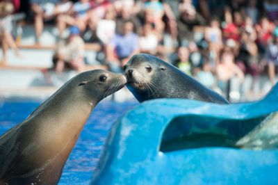 Marineland Mallorca: Skip The Line Ticket