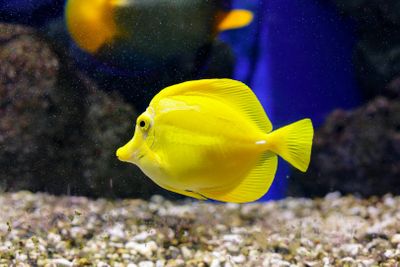 Oniria Aquarium: Entry Ticket