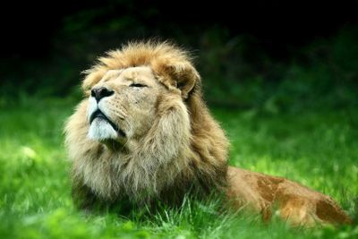 GaiaZOO: Entry Ticket - photo 2