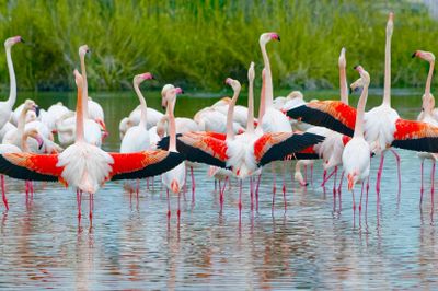 GaiaZOO: Entry Ticket