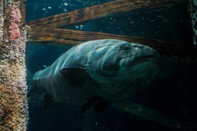 Aquarium of the Bay: Entry Ticket - photo 2