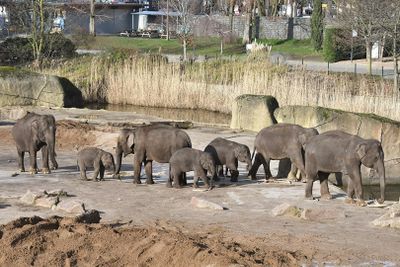 Cologne Zoo & Aquarium: Entry Ticket - photo 2